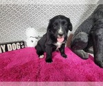 Small #4 Golden Mountain Dog