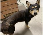 Small Siberian Husky Mix