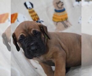 Great Dane Puppy for sale in ALVARADO, TX, USA