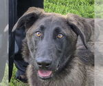 Small #2 German Shepherd Dog-Huskies  Mix