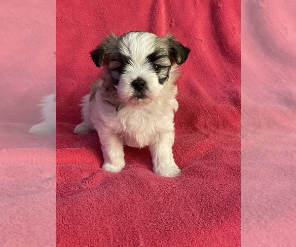 Medium Photo #3 Maltipom Puppy For Sale in LEXINGTON, KY, USA