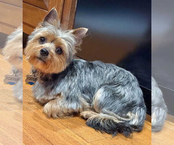 Medium Photo #3 Mutt Puppy For Sale in Allentown,, PA, USA
