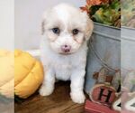 Small Photo #22 Aussiedoodle Puppy For Sale in NEW YORK MILLS, MN, USA