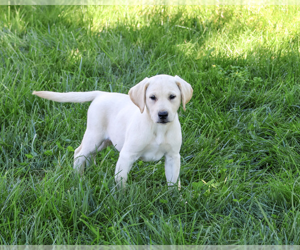 Medium Photo #3 Labrador Retriever Puppy For Sale in SYRACUSE, IN, USA