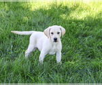 Rosco - Male Labrador Retriever Puppy for Sale - Photo #3