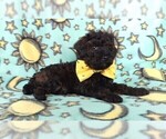 Small Photo #5 Poodle (Toy) Puppy For Sale in LANCASTER, PA, USA