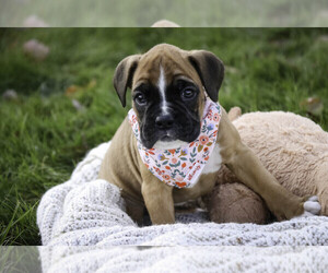 Boxer Puppy for sale in SHIPSHEWANA, IN, USA
