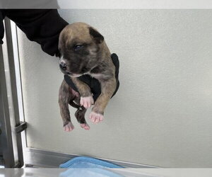Mutt Dogs for adoption in Corona, CA, USA