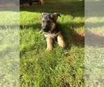 Small Photo #13 German Shepherd Dog Puppy For Sale in INMAN, SC, USA