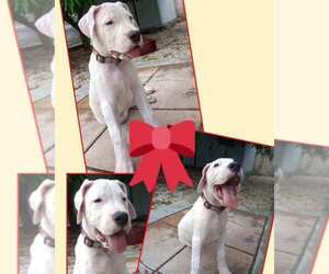 Medium Dogo Argentino