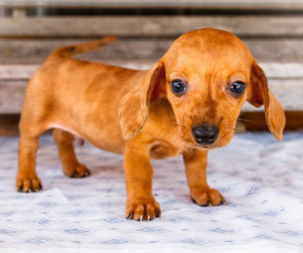 Medium Photo #4 Dachshund Puppy For Sale in WAKARUSA, IN, USA