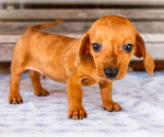 Small Photo #40 Dachshund Puppy For Sale in WAKARUSA, IN, USA
