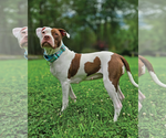 Small #2 American Pit Bull Terrier