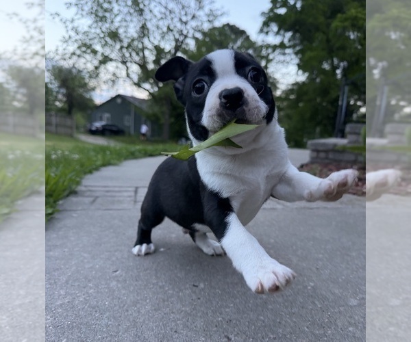 Medium Photo #1 Boston Terrier Puppy For Sale in GARFIELD, AR, USA