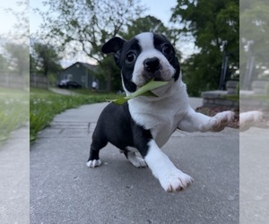 Boston Terrier Puppy for sale in GARFIELD, AR, USA