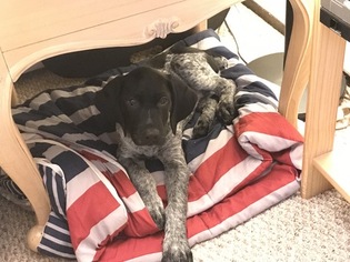 German Shorthaired Pointer Puppy for sale in SAINT PAUL, MN, USA