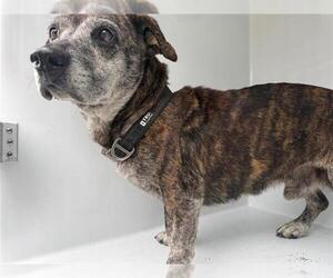Dachshund-Unknown Mix Dogs for adoption in Houston, TX, USA