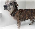 A664076 - Male Dachshund-Unknown Mix Dog for Adoption - Small photo
