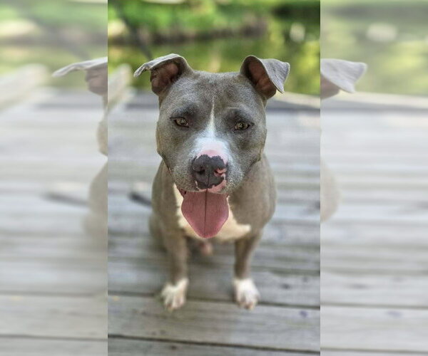 Medium Photo #2 American Pit Bull Terrier-Staffordshire Bull Terrier Mix Puppy For Sale in Southbury, CT, USA
