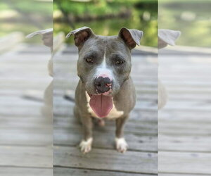 Hank the Tank - Male American Pit Bull Terrier-Staffordshire Bull Terrier Mix Dog for Adoption - Photo #2