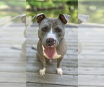 Small Photo #2 American Pit Bull Terrier-Staffordshire Bull Terrier Mix Puppy For Sale in Southbury, CT, USA