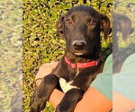 Small #2 Labrador Retriever Mix