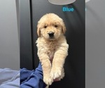 Small #1 Golden Retriever