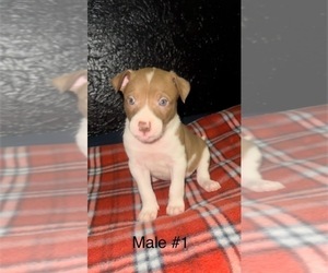 American Bully-Border Collie Mix Puppy for sale in COLUMBIANA, OH, USA