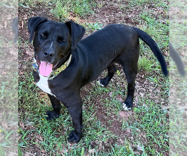 Medium Photo #2 Boxer-Unknown Mix Puppy For Sale in Decatur, GA, USA