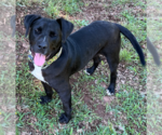 Small #1 Boxer Mix