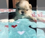 Small Photo #2 Shih Tzu Puppy For Sale in MILTON, FL, USA