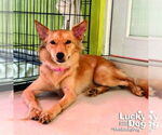 Small #5 Pomeranian Mix
