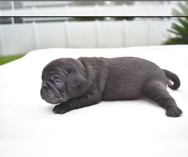 Medium Photo #7 Pug Puppy For Sale in PALM COAST, FL, USA