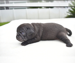 Small #6 Pug