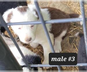 Border Collie Dog for Adoption in BLAIR, Wisconsin USA