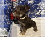 Small #20 Schnauzer (Miniature)