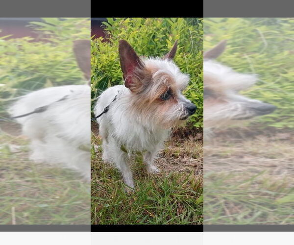 Medium Photo #1 Chihuahua-Unknown Mix Puppy For Sale in Muskegon, MI, USA