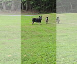 Small #4 Mutt