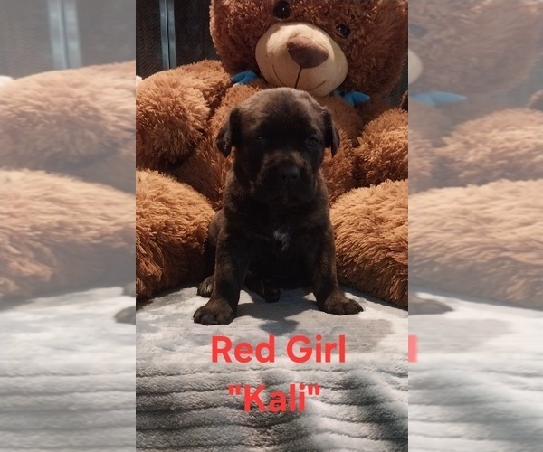 Medium Photo #5 Cane Corso Puppy For Sale in DANVILLE, IL, USA