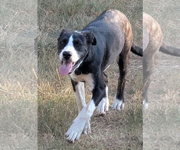 Medium Photo #6 Catahoula Leopard Dog-Labrador Retriever Mix Puppy For Sale in Alexander, AR, USA