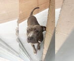Small #1 American Staffordshire Terrier Mix