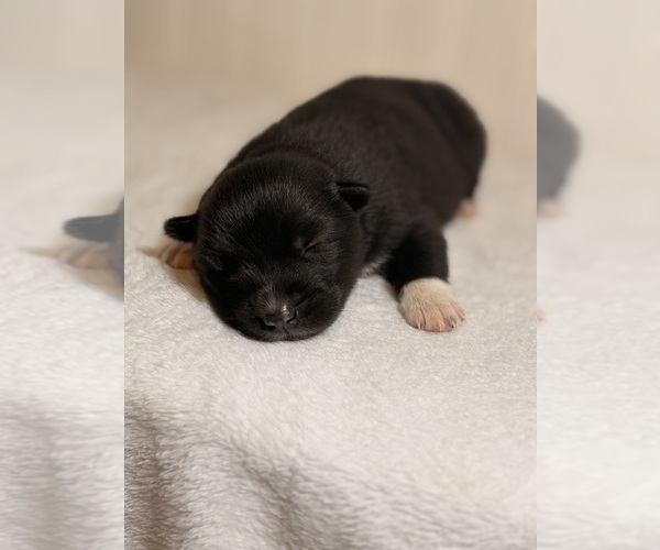 Medium Photo #5 Siberian Husky Puppy For Sale in HEMET, CA, USA