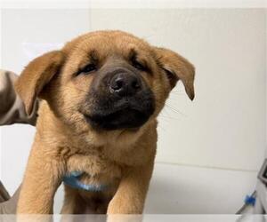 German Shepherd Dog Dogs for adoption in Bakersfield, CA, USA