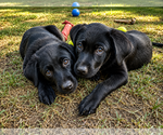 Small Labrador Retriever Mix