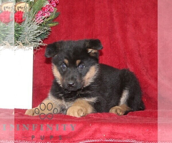 Medium Photo #1 German Shepherd Dog Puppy For Sale in QUARRYVILLE, PA, USA