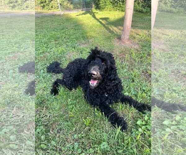 Medium Photo #4 Goldendoodle Puppy For Sale in St. Louis Park, MN, USA