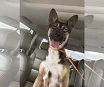 Small #3 German Shepherd Dog Mix