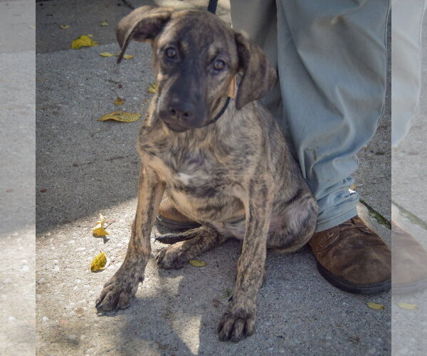 Medium Photo #3 German Shepherd Dog-Mountain Cur Mix Puppy For Sale in Huntley, IL, USA