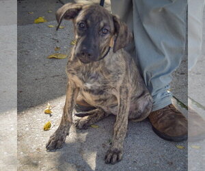 Wendy - Female German Shepherd Dog-Mountain Cur Mix Dog for Adoption - Photo #3