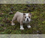 Small Photo #2 Bulldog Puppy For Sale in ASH FLAT, AR, USA
